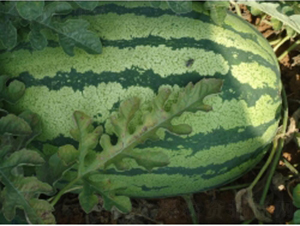 秦紅9號(hào)-西瓜種子-秦紅種業(yè)