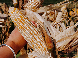 ������2̖-���׷N��-���ɷN�I(y��)