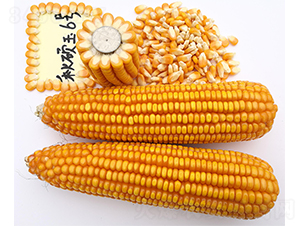 ��T��6̖-���׷N��-���ɷN�I(y��)