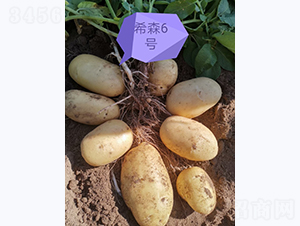 希森六號-馬鈴薯種子-鑫雨種業(yè)