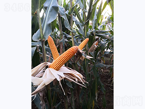 寶玉9號-玉米種子-宣豐種業(yè)