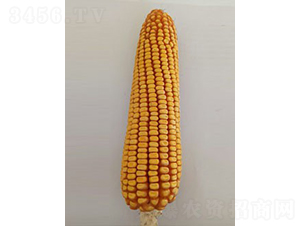 ��ɽ30-���׷N��-��̷N�I(y��)