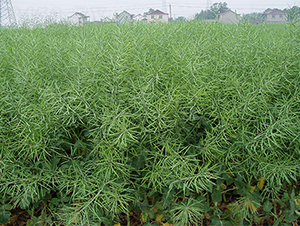 ���P(y��ng)��1̖(h��o)-�Ͳ˷N��-���P(y��ng)�N�I(y��)