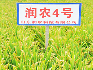 潤農(nóng)4號-水稻種子-潤農(nóng)種業(yè)