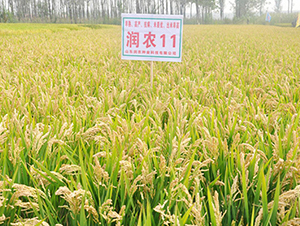 ���r11-ˮ���N��-���r�N�I(y��)