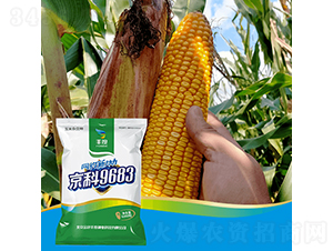 京科9683-玉米種子-豐度高科