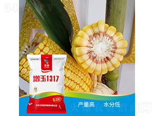 增玉1317-玉米種子-豐度高科