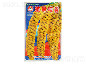 抗旱噸谷-谷子種子