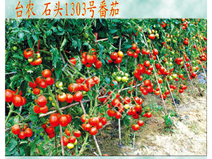 ʯ�^1303����-���ѷN��-�_�r(n��ng)�N��