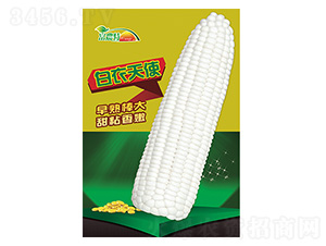 ���׷N��-������ʹ-����