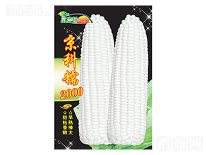 ���׷N��-����Ŵ2000-����