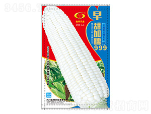 玉米種子-早甜加糯999-金牌農(nóng)業(yè)