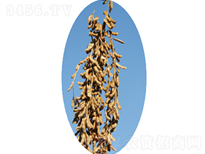 ���ƶ�1̖-�󶹷N��-�����N�I(y��)