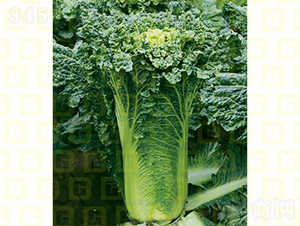 �����~���-�¸�707-��ײ˷N��-�¸߷N�I(y��)