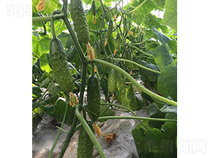 �����̖-�S�ϷN��-���r�r�I(y��)