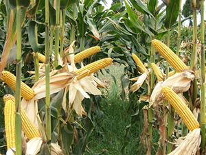 ��ǧһ̖(h��o)-���׷N��-���r(n��ng)�Ƽ�