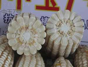 ������7̖(h��o)-���׷N��-���r(n��ng)�Ƽ�