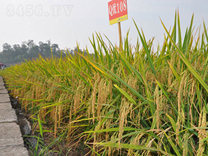 Q優(yōu)108-水稻種子-神農(nóng)科技