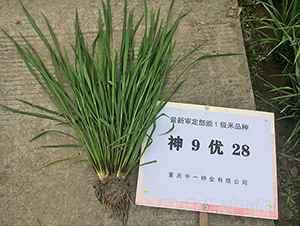 神9優(yōu)28（神奇稻）-水稻種子-神農科技