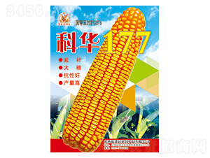 ���A177-���׷N��-��(qi��ng)ʢ�N�I(y��)