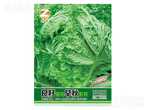 白菜種子-良籽德民早秋系列-良籽農(nóng)業(yè)