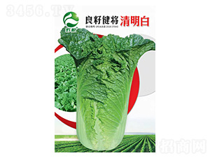 白菜種子-良籽健將清明白-良籽農(nóng)業(yè)