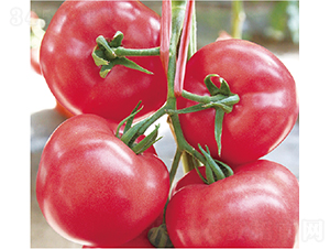 漢姆1699-番茄種子-和潤農(nóng)業(yè)