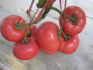 漢姆-87-番茄種子-和潤農(nóng)業(yè)