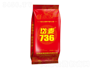 岱麥736小麥種子-福鑫種業(yè)