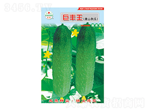黃瓜種子-巨豐王-太樂種業(yè)