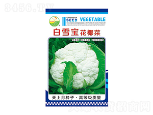 白花椰菜種子-白花寶花椰菜-太樂種業(yè)
