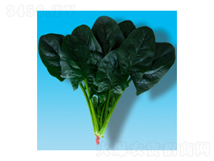 菠菜種子-瀛菠012-華瀛種業(yè)