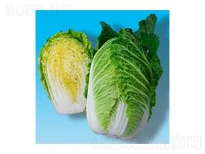 大白菜種子-瀛黃321-華瀛種業(yè)