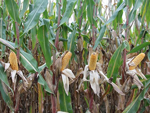 良玉1009-玉米種子-登海良玉種業(yè)