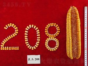良玉208-玉米種子-登海良玉種業(yè)