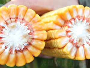 良玉188-玉米種子-登海良玉種業(yè)