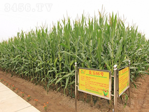 良玉66-玉米種子-登海良玉種業(yè)