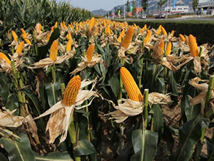 良玉99-玉米種子-登海良玉種業(yè)