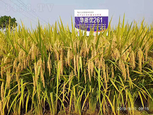 �A�マ(y��u)261-ˮ���N��-�𽡷N�I(y��)