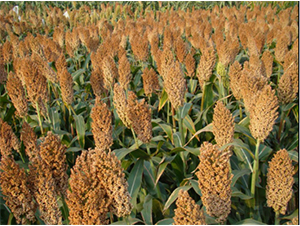 �x�s22̖-�����N��-���S�N�I(y��)