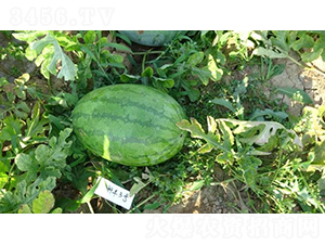 科豐3號(hào)-西瓜種子-秦豐種業(yè)