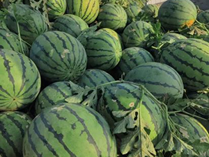 科豐16號(hào)-西瓜種子-秦豐種業(yè)