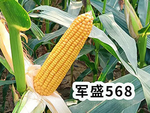 ܊ʢ568���׷N��-�h���N�I(y��)